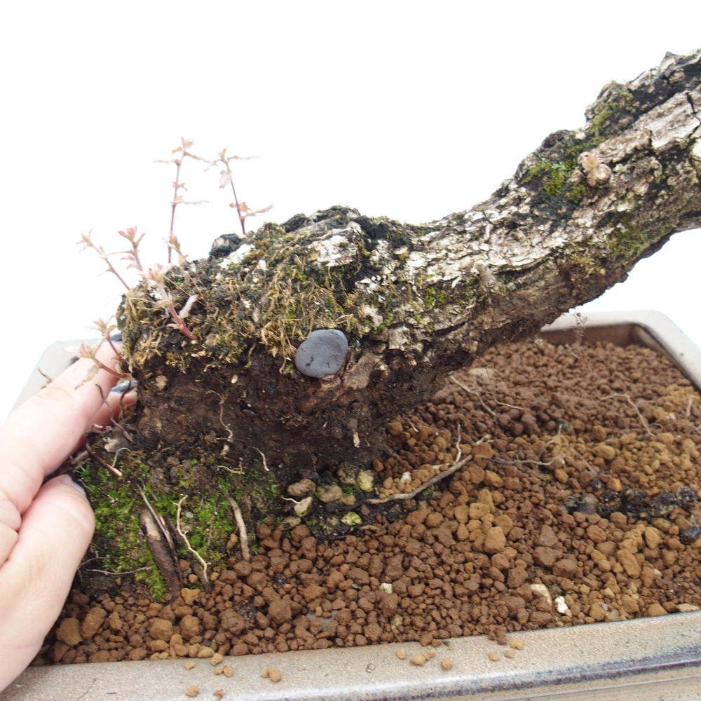 Yamadori - Quercus Ilex - Oak holly