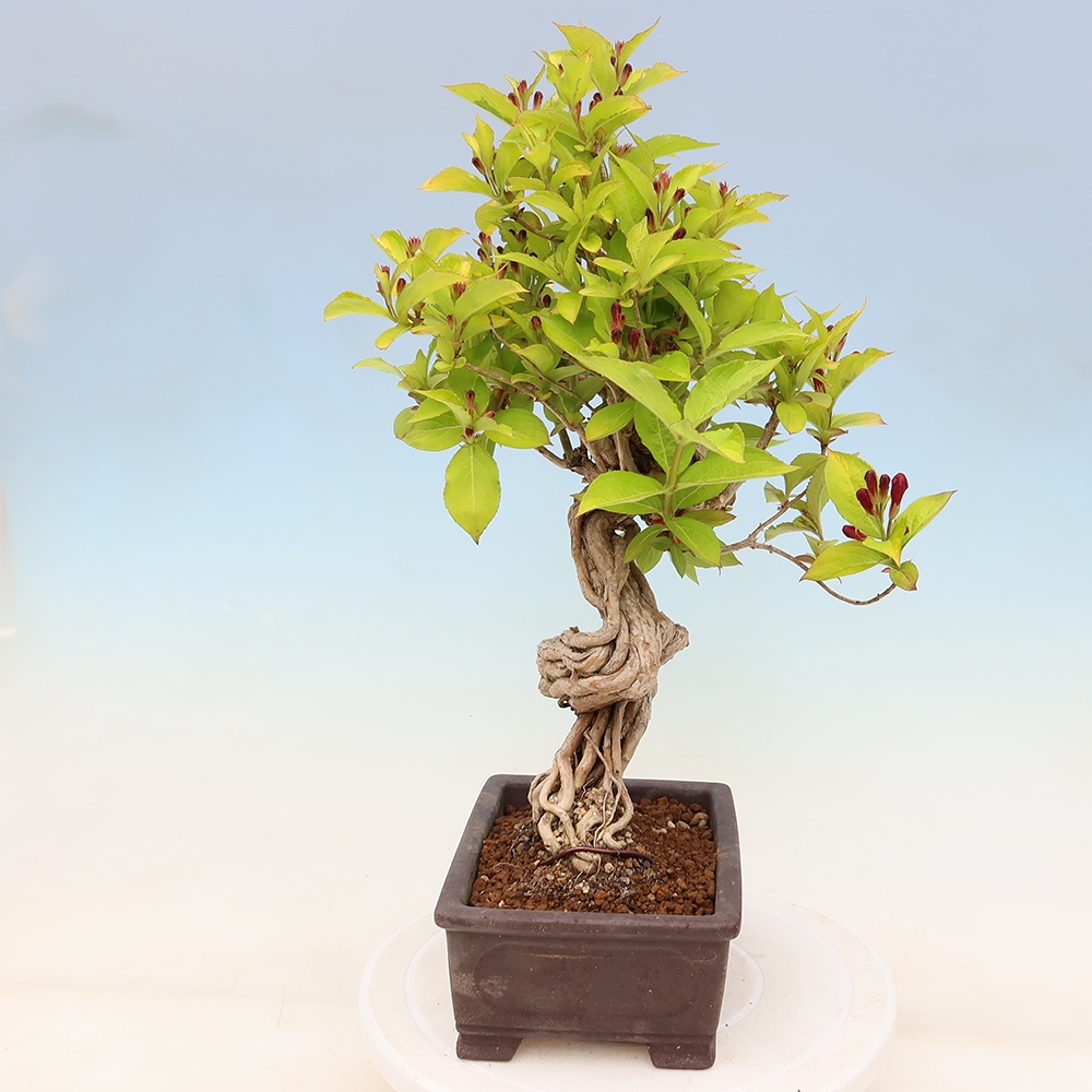 Outdoor Bonsai - Weigela subsessilis - Korean Weigela
