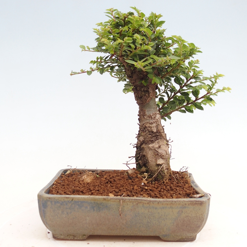 Outdoor bonsai - Ulmus parvifolia Hokkaido - Chinese elm
