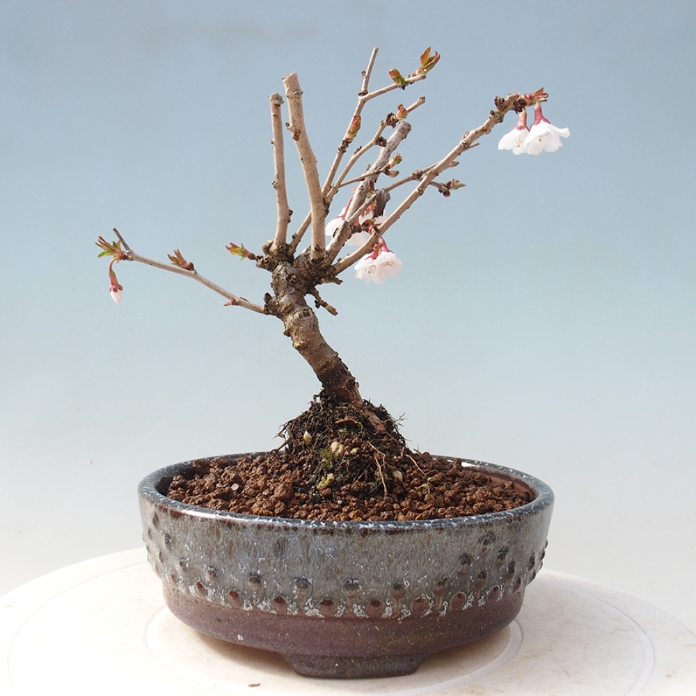Outdoor bonsai - Prunus incisa Kojou-no mai-Plum cut