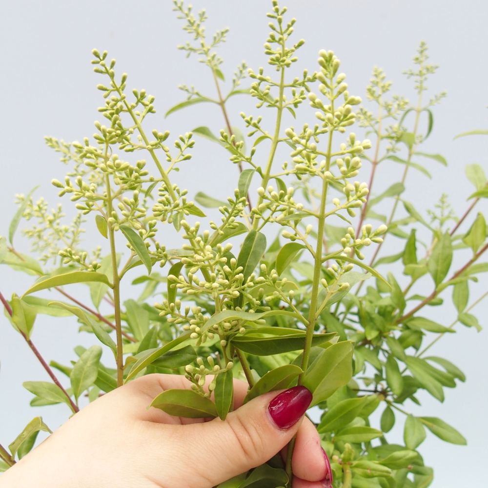 Outdoor bonsai - Ligustrum  - Bird's eye view