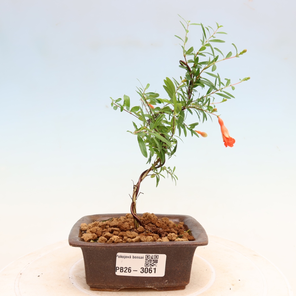 Room bonsai-PUNICA granatum nana-Granate apple