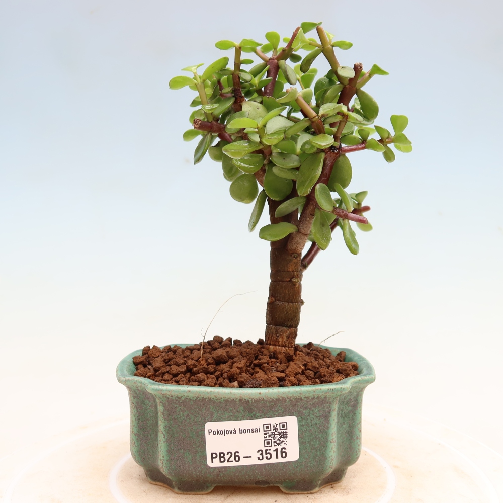 Room bonsai - Portulakaria Afra - Tlustice