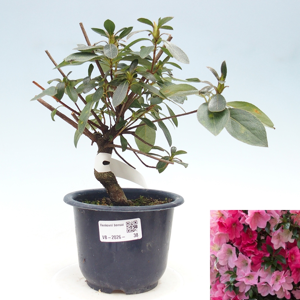 Outdoor bonsai - Japanese Azalea - Azalea Saien