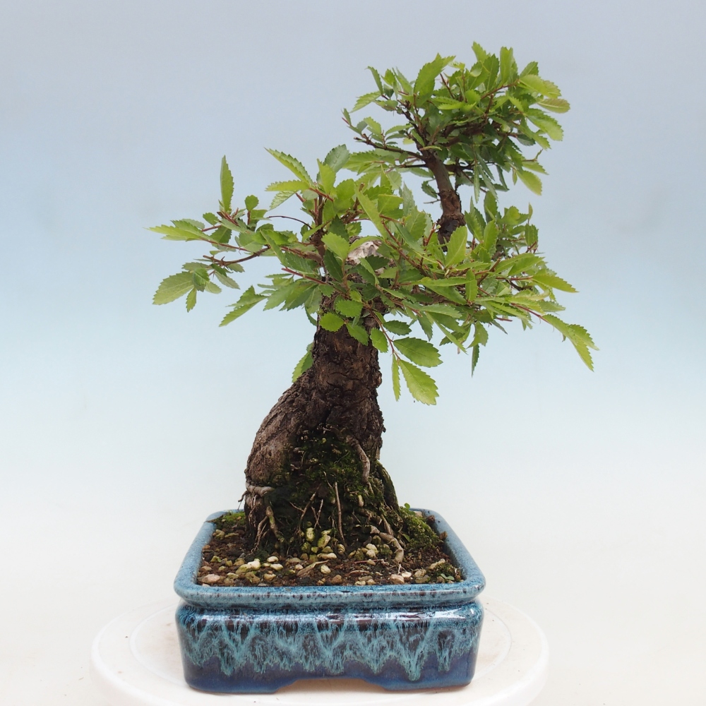 Outdoor bonsai - Zelkova - Zelkova NIRE