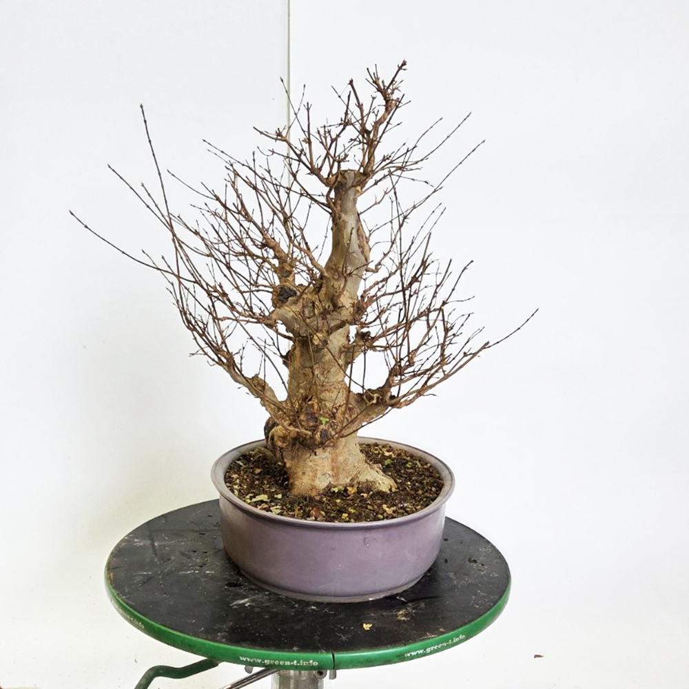 Outdoor bonsai Maple Burger - Acer Burgeriana