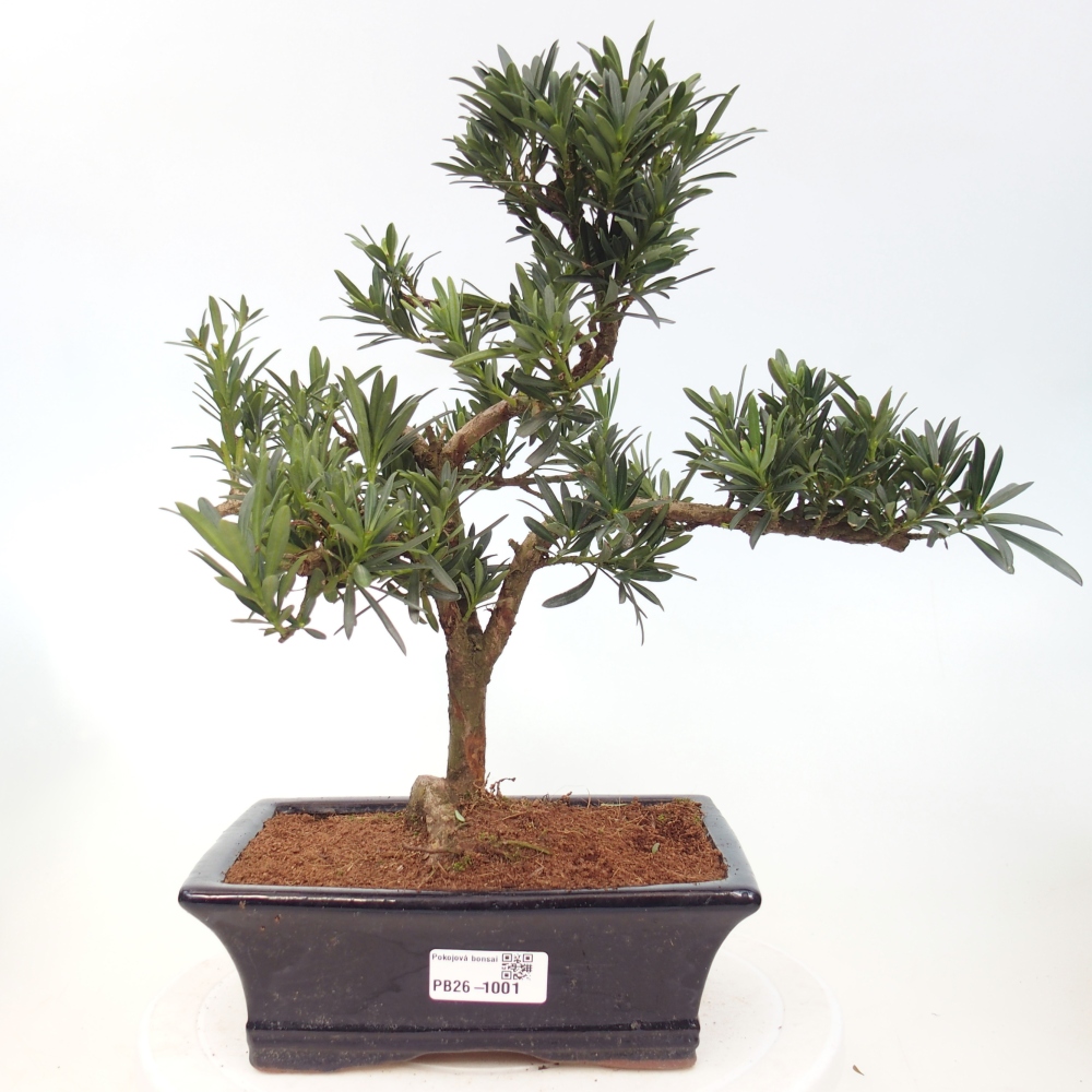 Room bonsai - Podocarpus - Stone Yew