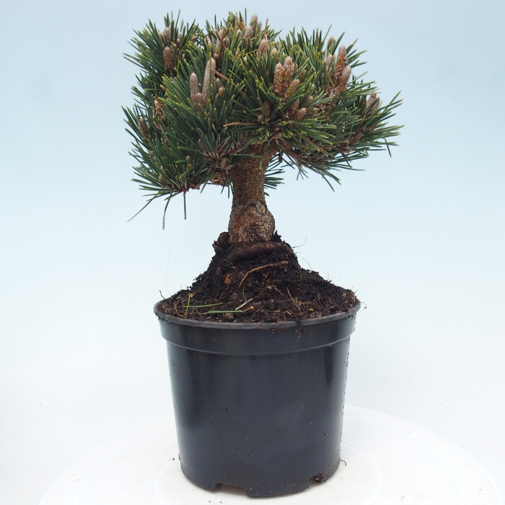 Outdoor bonsai - Pinus thunbergii senjyumaru - Thunberg pine