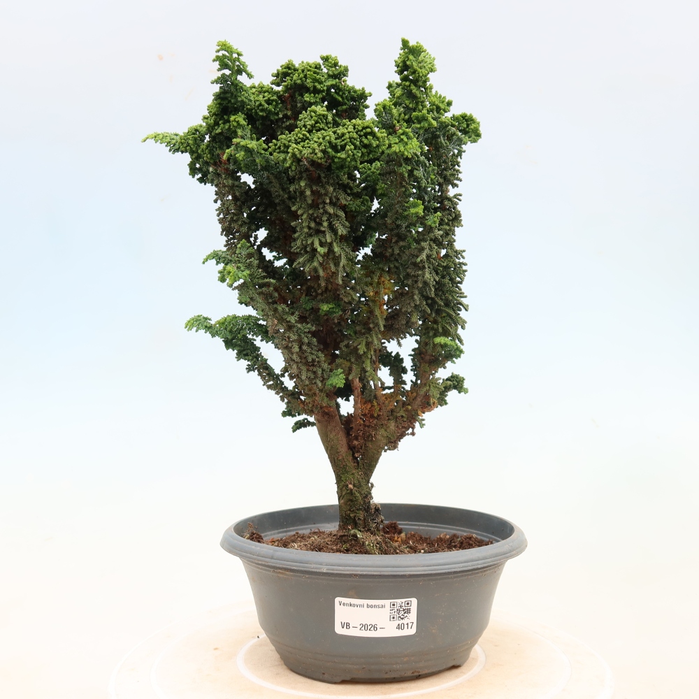Outdoor bonsai - Cham. obtusa SEKKA HINOKI - Cypress
