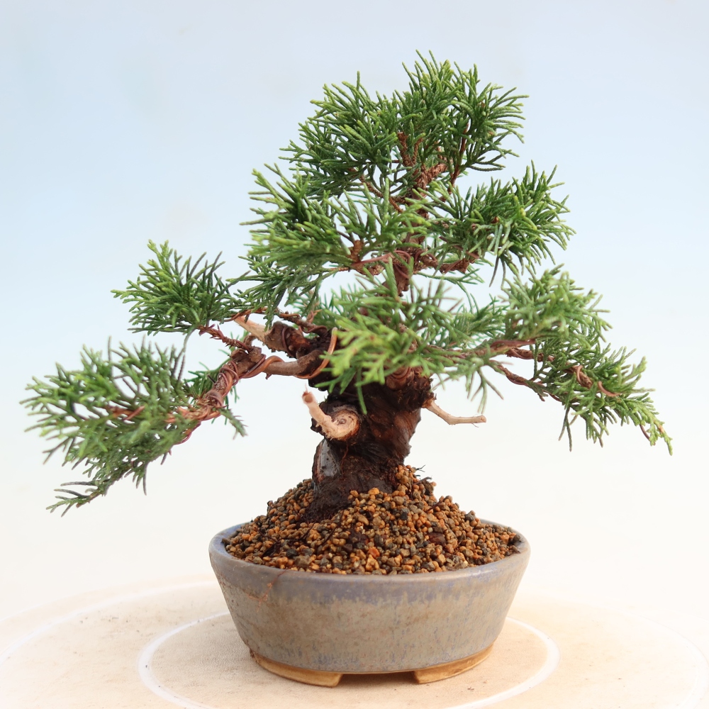 Outdoor bonsai - Juniperus chinensis Itoigawa - Chinese juniper