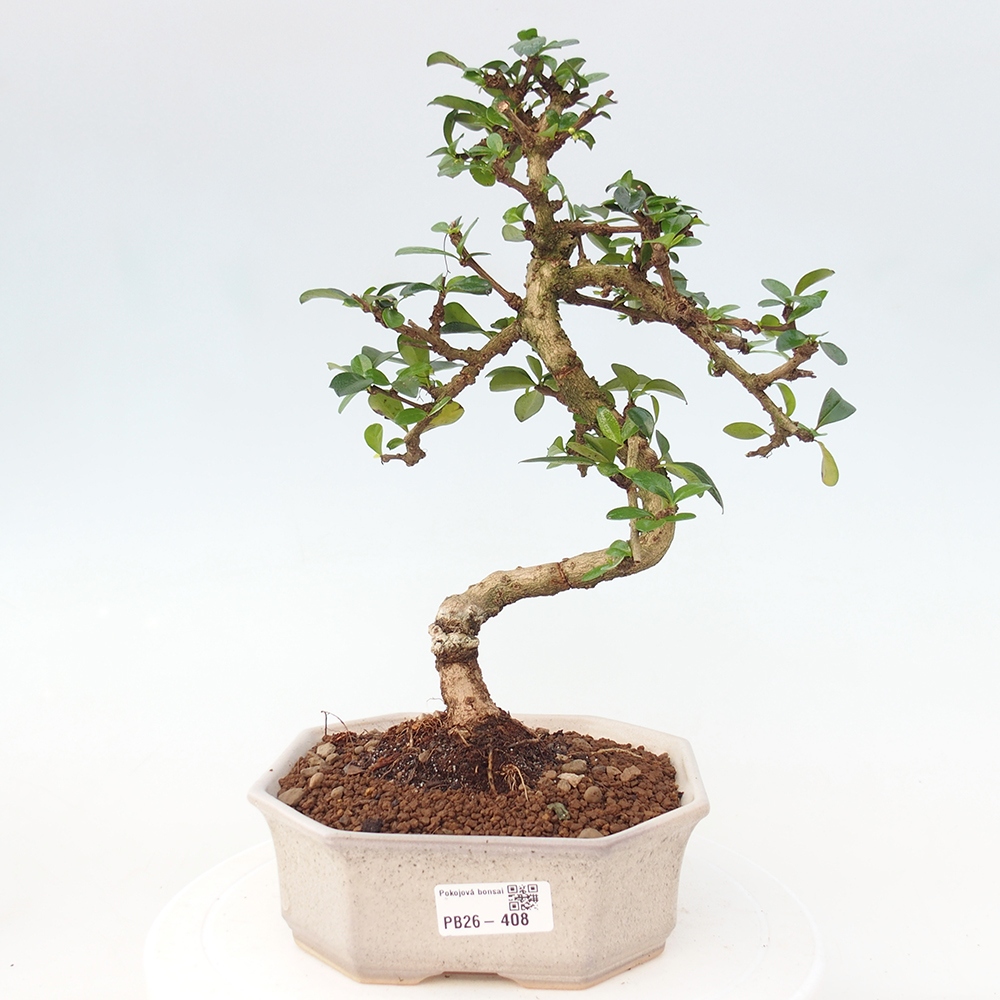 Room bonsai - Carmona macrophylla - Tea fuki