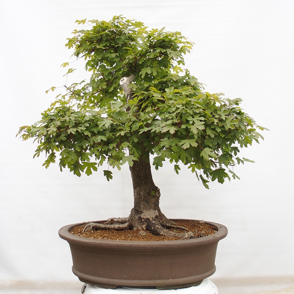 Outdoor bonsai - French Maple - Acer Nonspessulanum