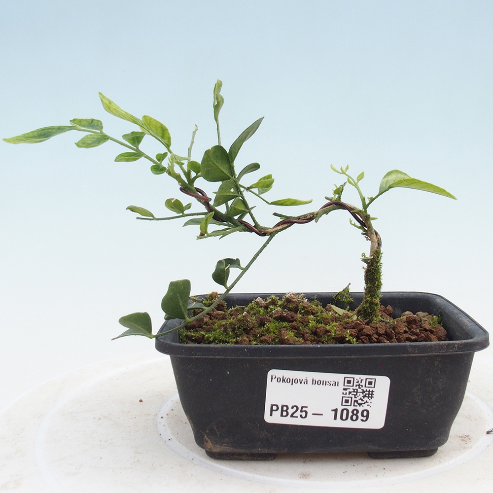 Room bonsai - Muraya paniculata