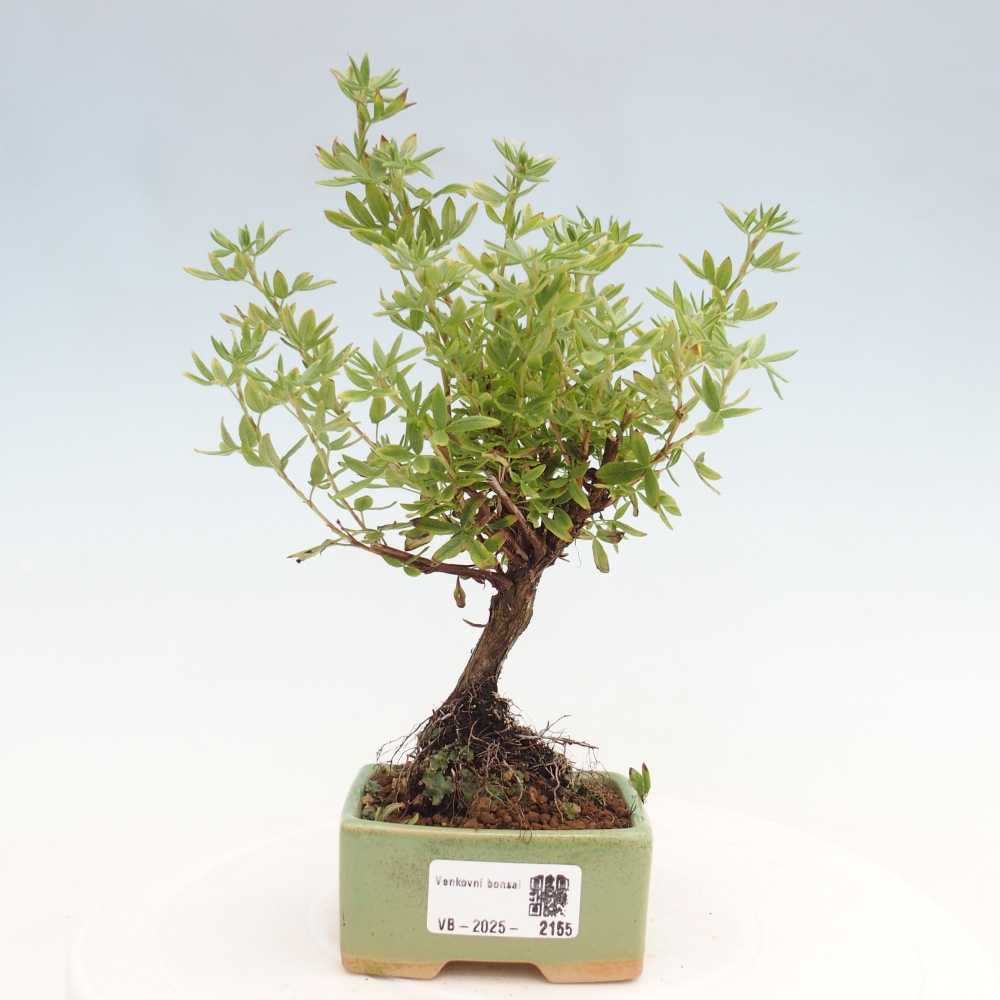Outdoor bonsai-Cinquefoil - Potentila fruticosa yellow Bird