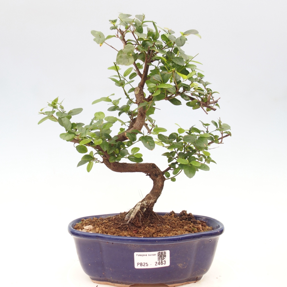 Indoor bonsai - Sagerécie thea - Sagerécie thea