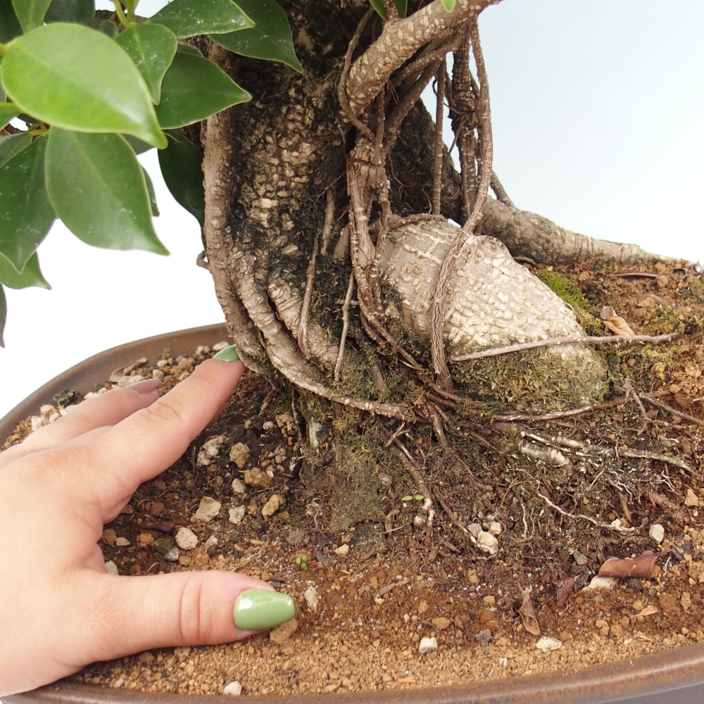 Room bonsai - Ficus kimmen - small-leaved ficus - PERSONAL COLLECTION ONLY or pallet transport