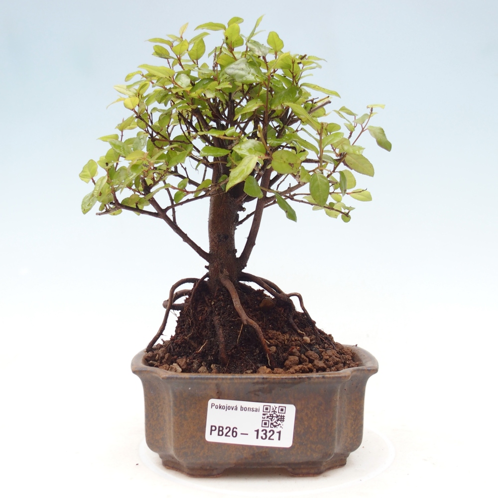 Indoor bonsai - Sagerécie thea - Sagerécie thea