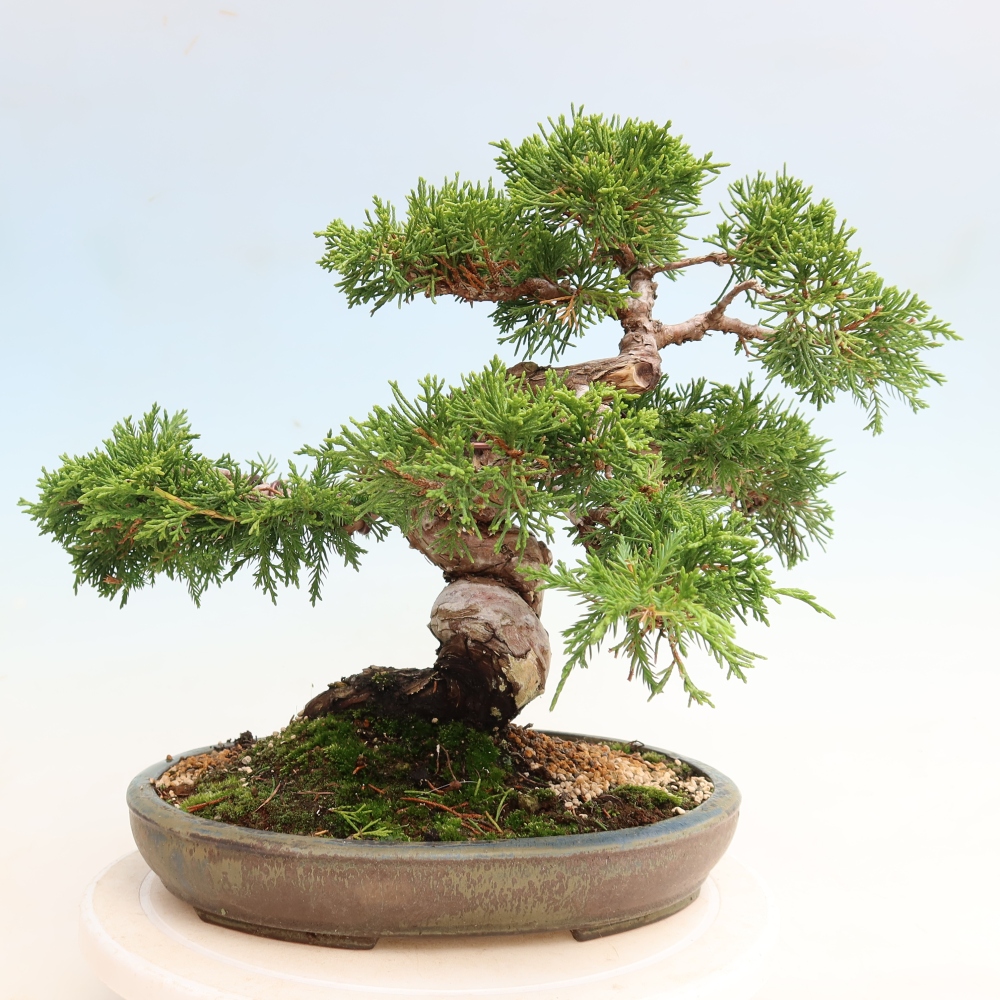 Outdoor Bonsai - Juniperus chinensis Itoigawa - Chinese Juniper