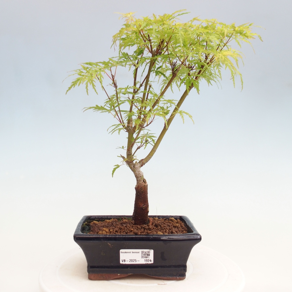 Outdoor bonsai - Acer palmatum Dissectum - Japanese Maple 