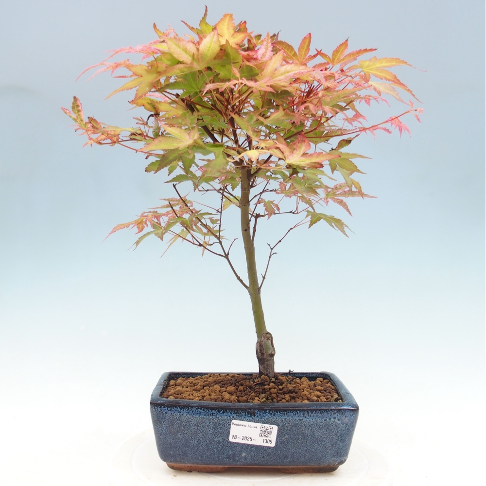 Maple - Acer palmatum Beni Tsukasa