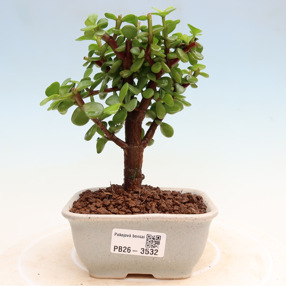 Room bonsai - Portulakaria Afra - Tlustice