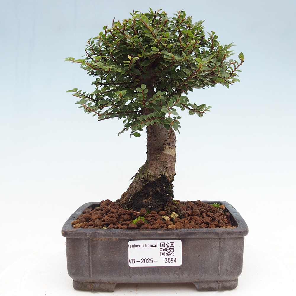 Outdoor bonsai - Ulmus parvifolia Hokkaido - Chinese elm