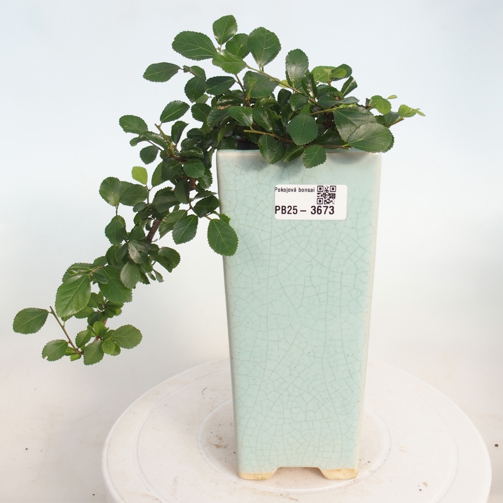 Indoor bonsai - Grewia occidentalis - Lavender Starfish