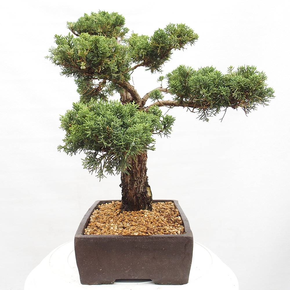 Outdoor bonsai - Juniperus chinensis  - Chinese  juniper