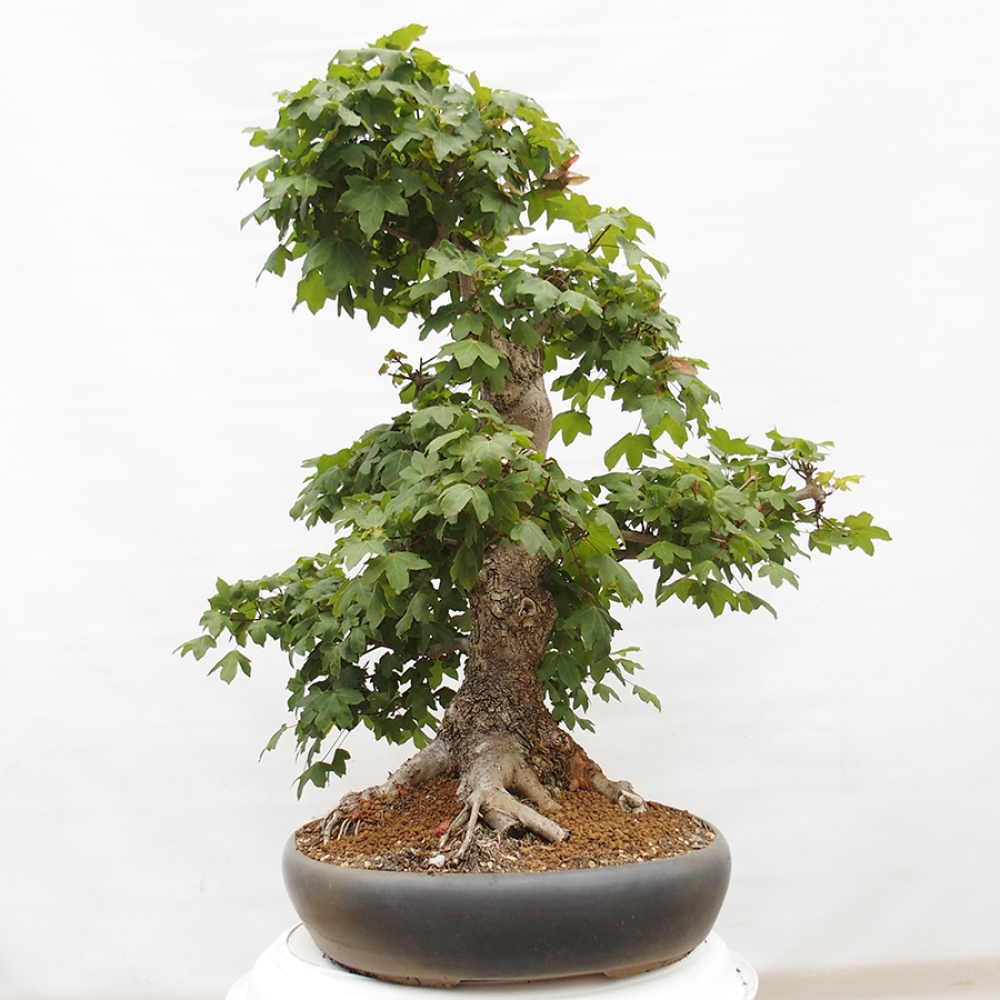 Outdoor bonsai - Baby maple - Acer campestre
