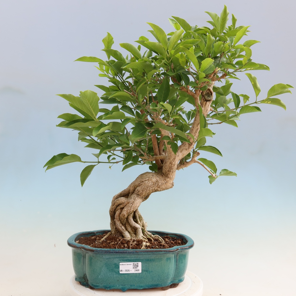 Outdoor bonsai- European elm - euonimus