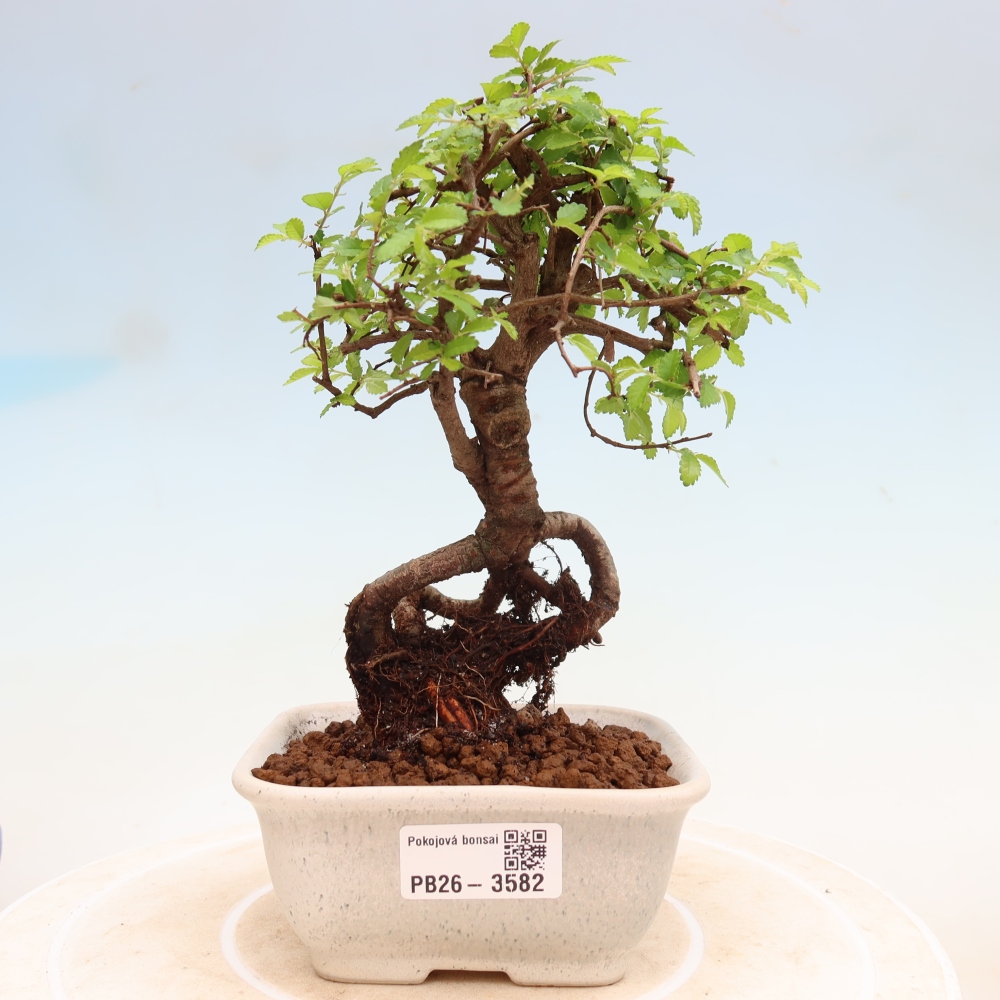 Room bonsai - Ulmus parvifolia - Small-leaved elm
