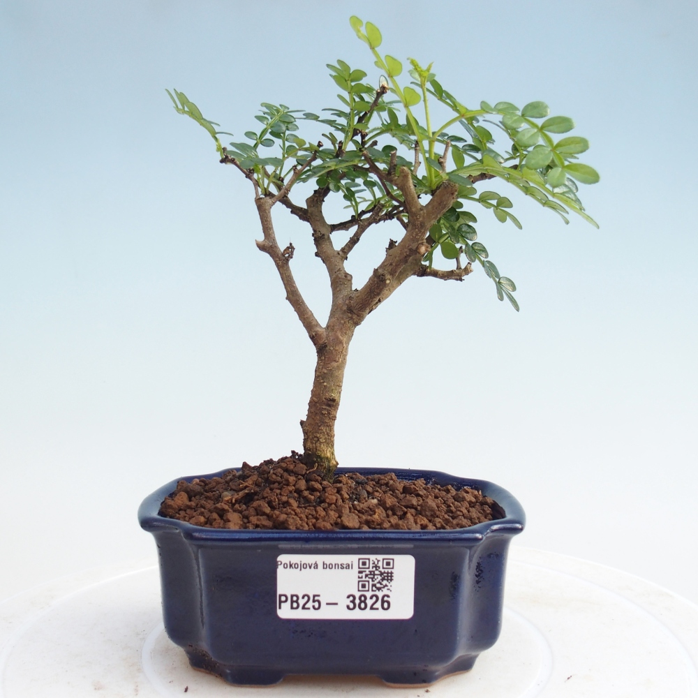 Room bonsai - Zantoxylum piperitum - Pepper tree PB220935