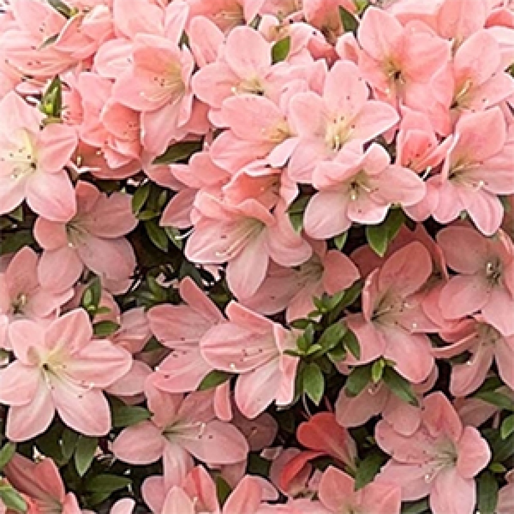 Outdoor bonsai - Japanese Azalea - Azalea Jukokan