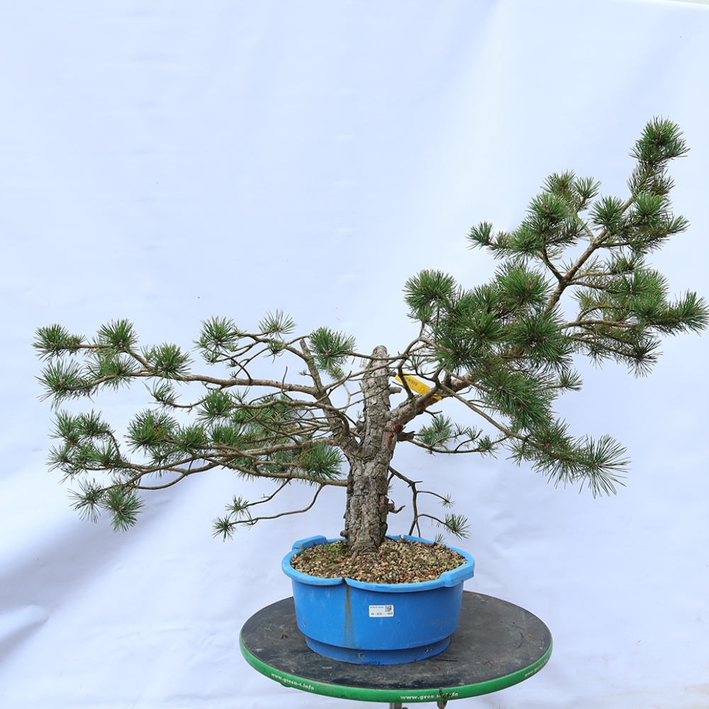 Pinus sylvestris Spain - Scots pine