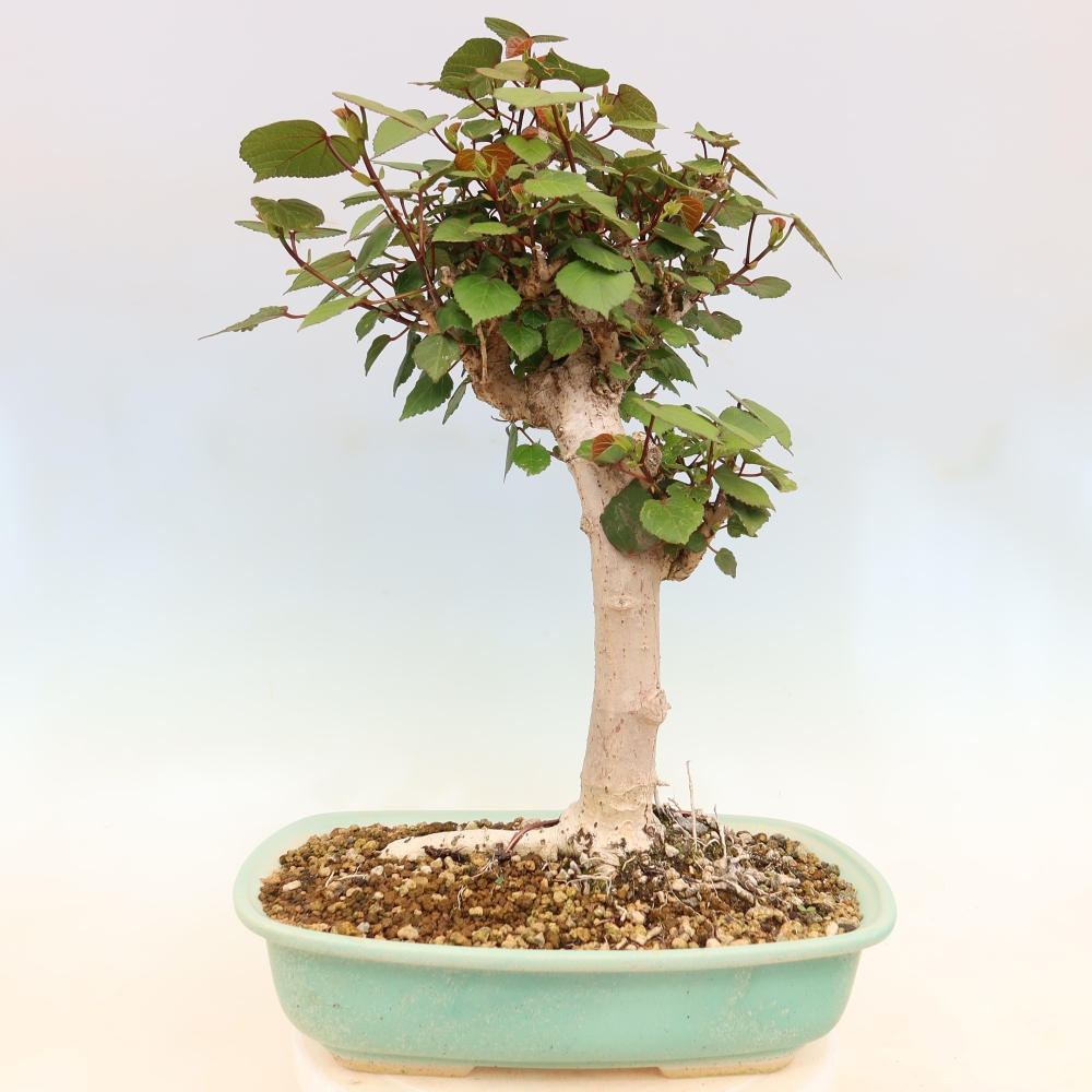 Indoor bonsai - Hibiscus tiliaceus - Sea Hibiscus