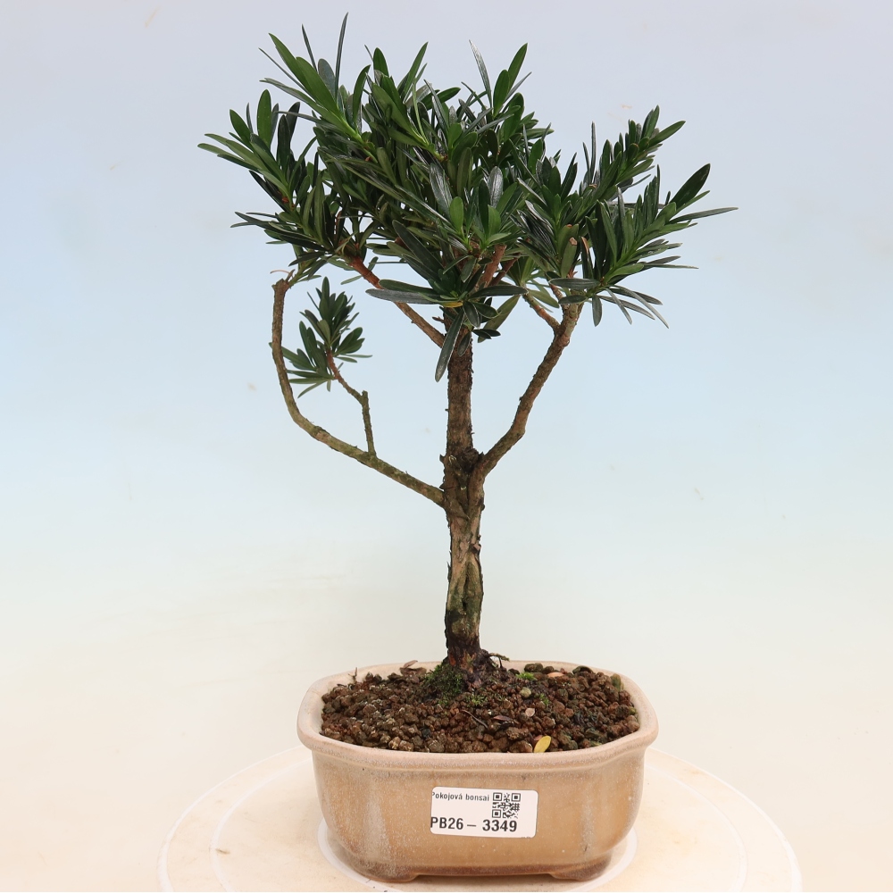 Room bonsai - Podocarpus - Stone Yew