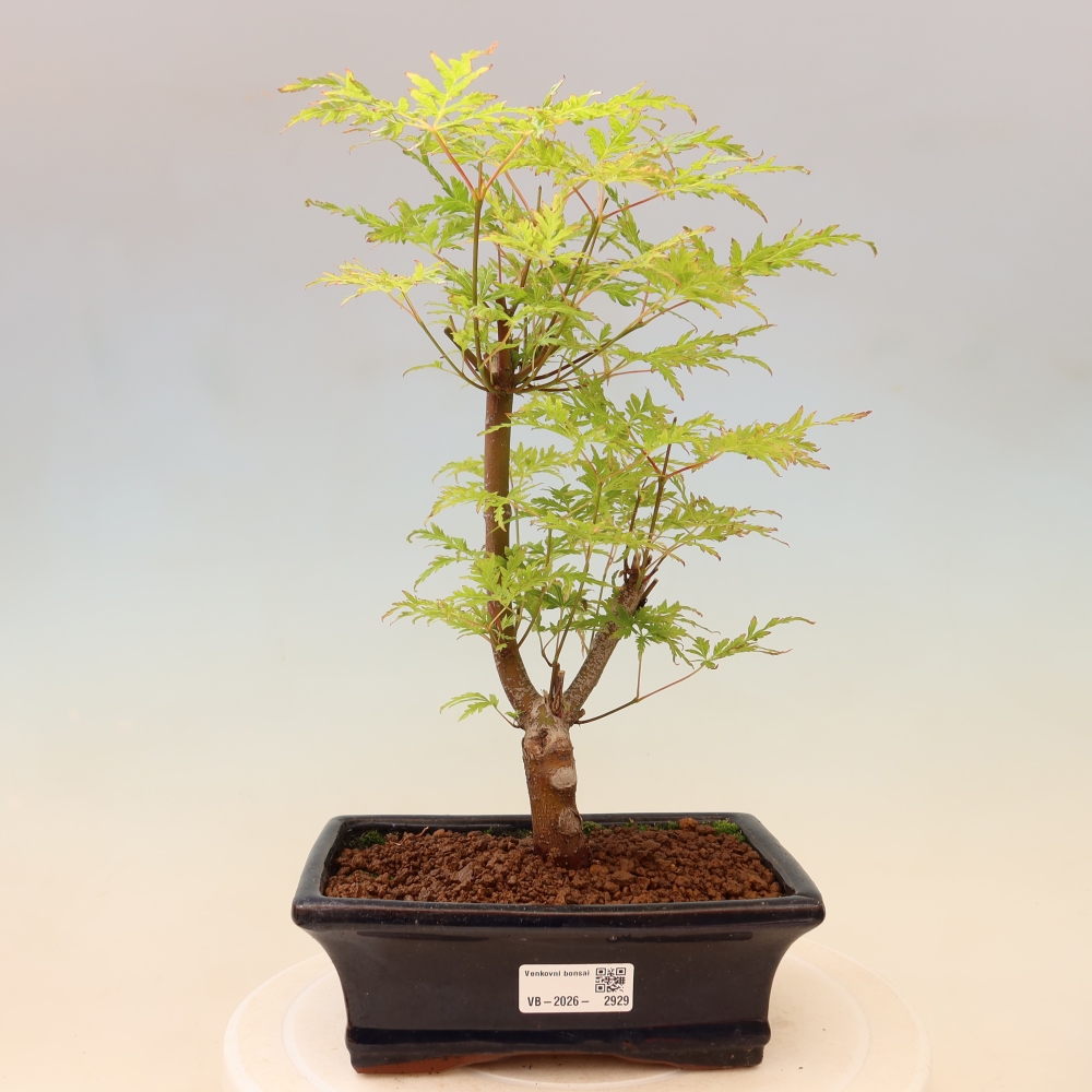 Outdoor Bonsai - Acer palmatum Dissectum - Japanese Maple 
