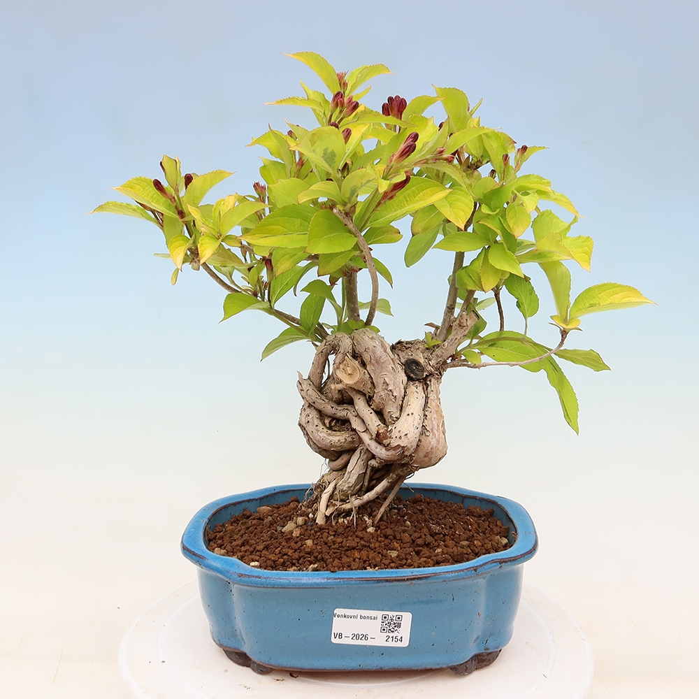 Outdoor Bonsai - Weigela subsessilis - Korean Weigela