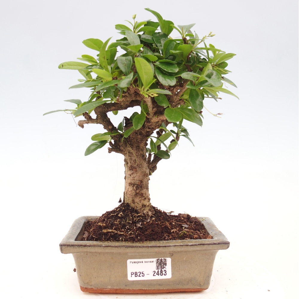 Indoor bonsai - Carmona macrophylla - Fuki tea