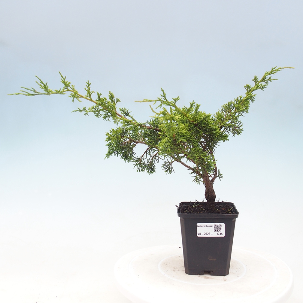 Outdoor bonsai - Juniperus chinensis Itoigawa