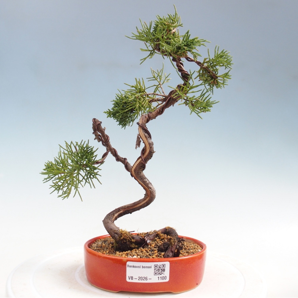 Outdoor bonsai - Juniperus chinensis Kishu