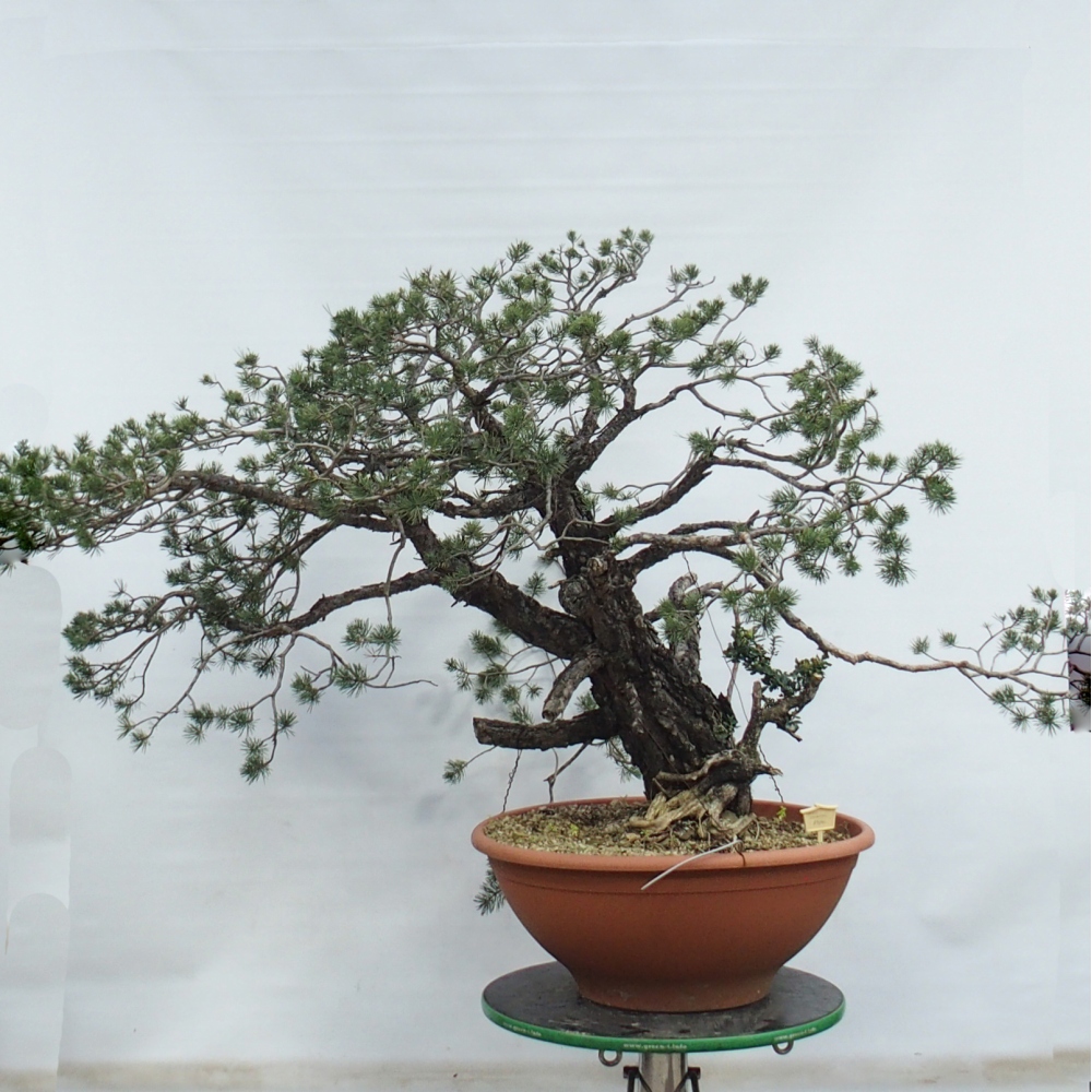 Yamadori - Pinus sylvestris Spain