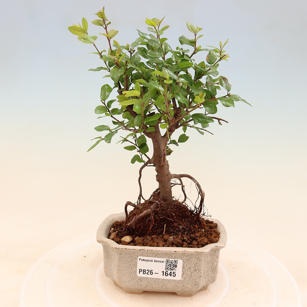 Room bonsai - Sageretia thea - Sageretia thea