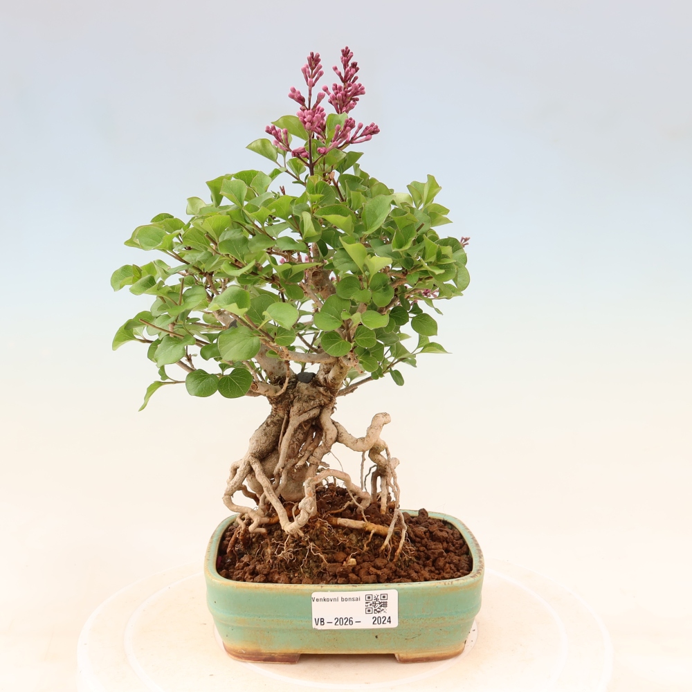 Outdoor bonsai - Syringa microphylla - small-flowered lilac