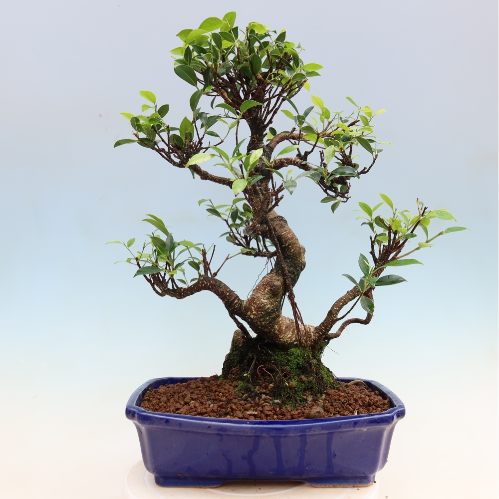 Room bonsai - Ficus kimmen - small-leaved ficus