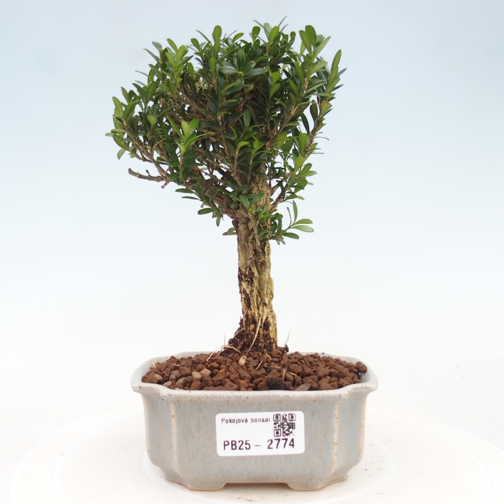 Room Bonsai - Buxus harlandii - Cork boxwood