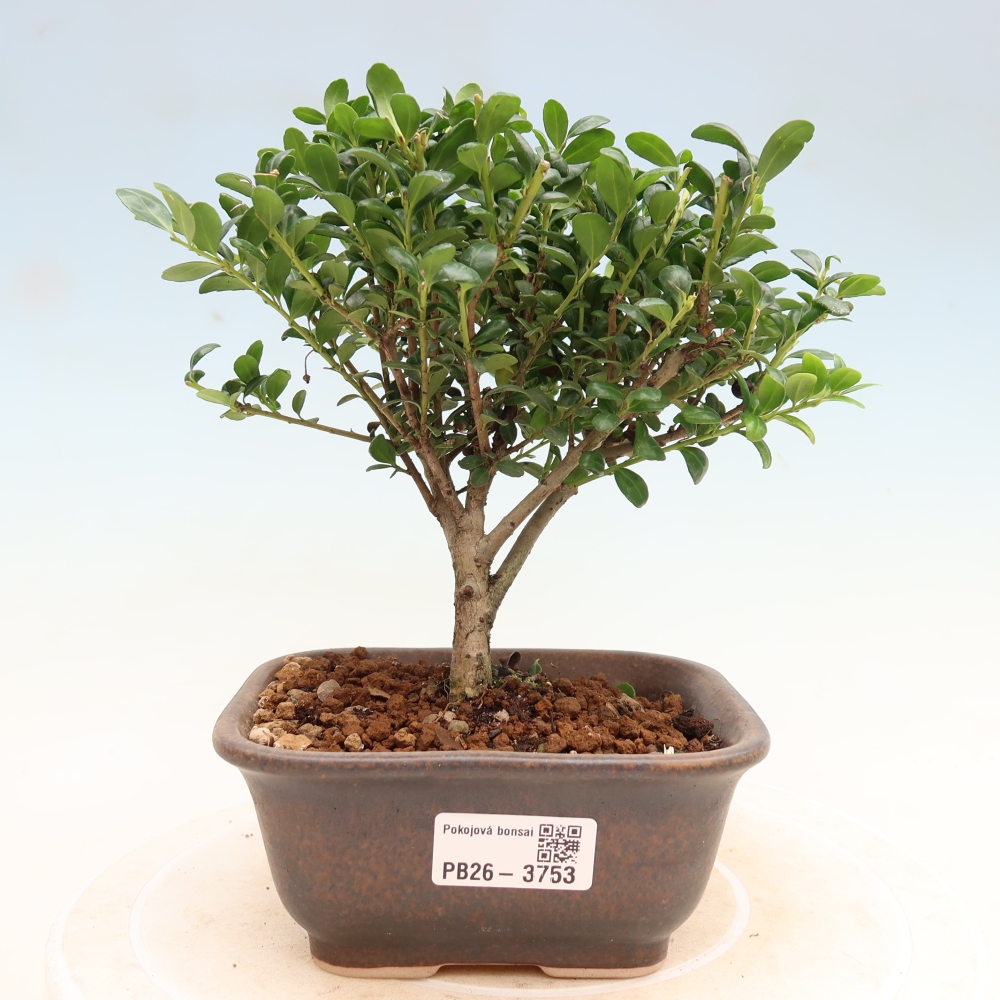 Room bonsai - Ilex crenata - Holly