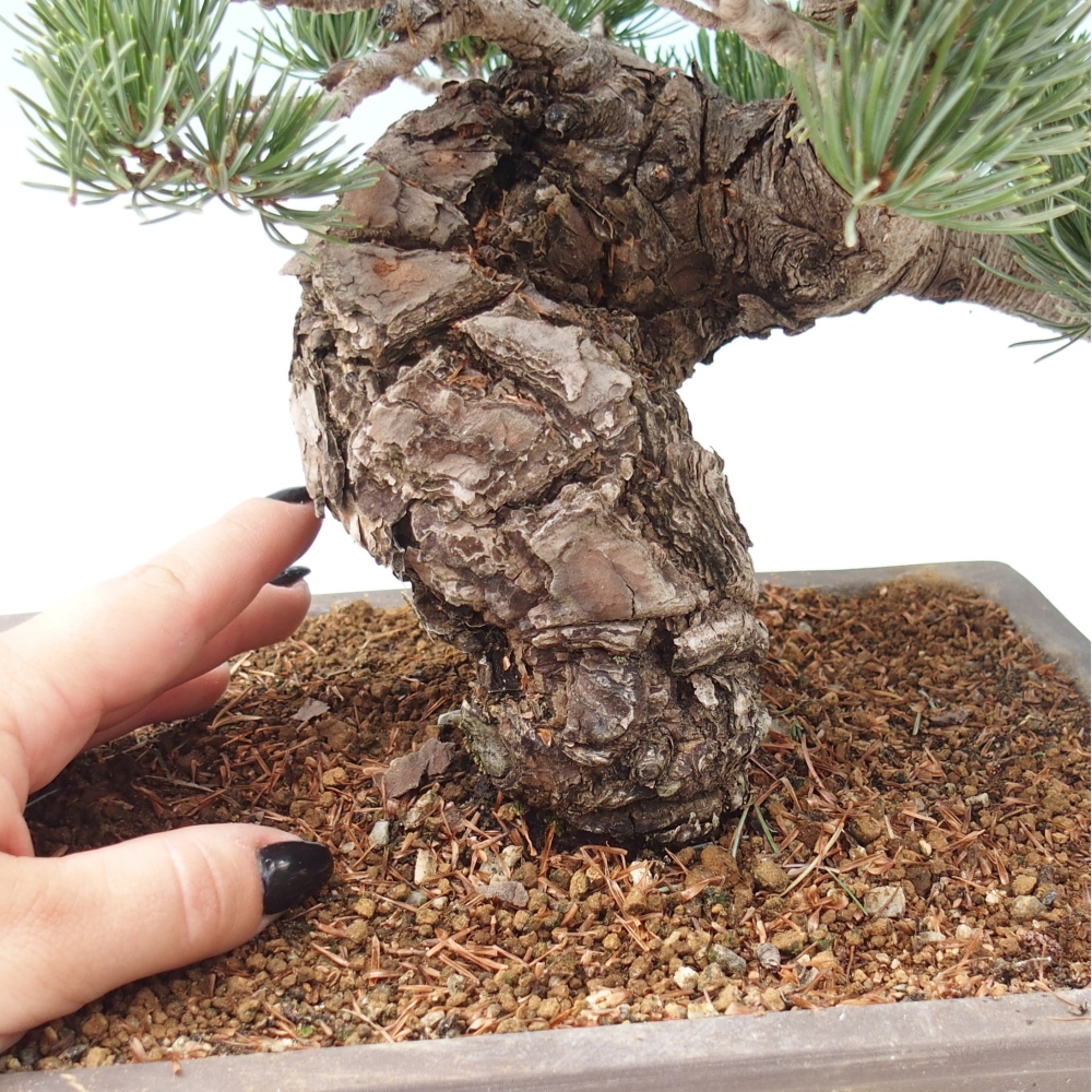 Outdoor bonsai - Pinus parviflora - Small pine tree