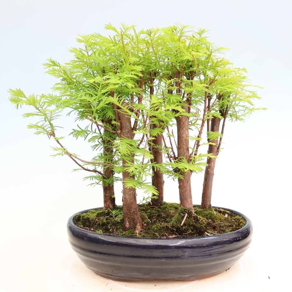 Outdoor Bonsai - Metasequoia glyptostroboides - Chinese Metasequoia - Grove