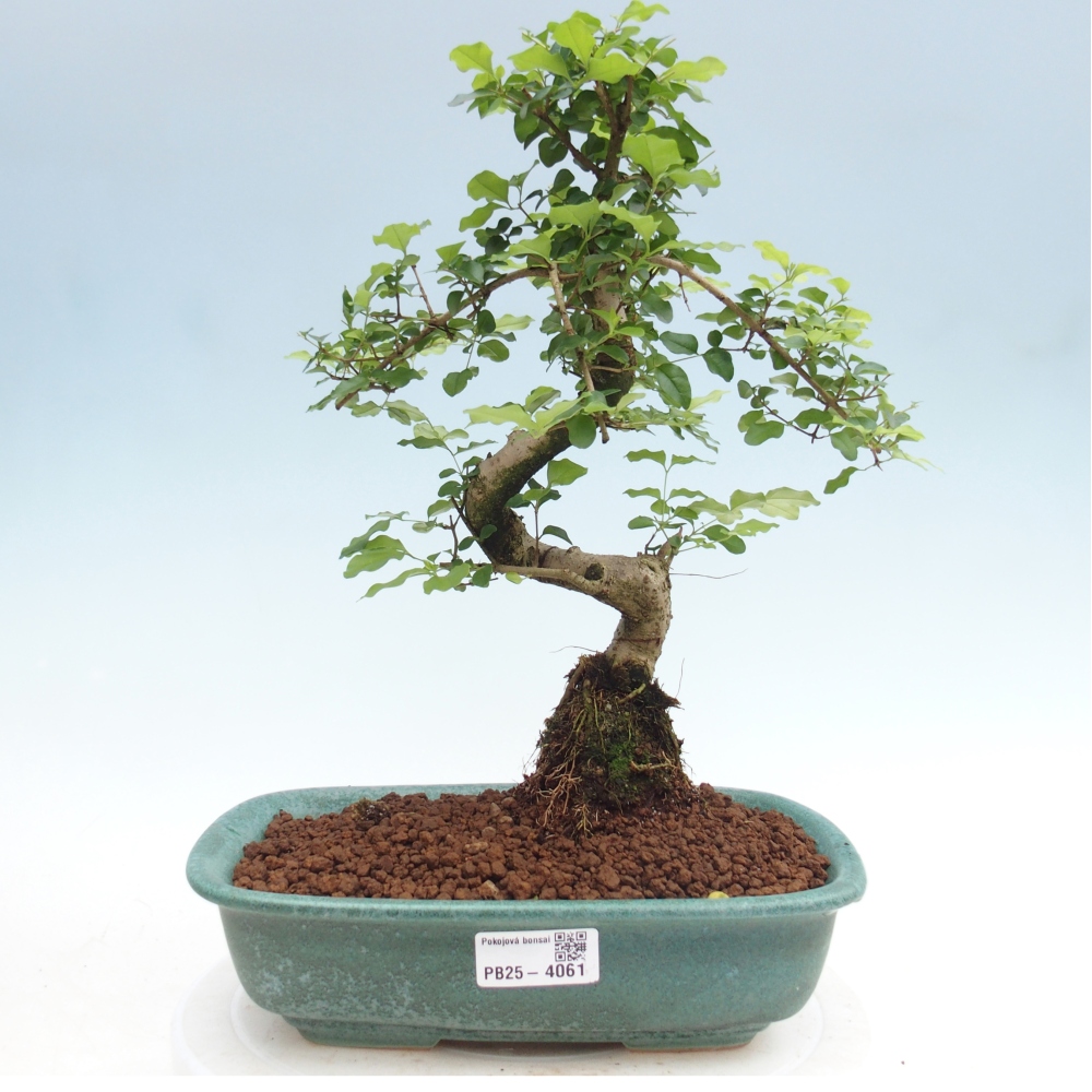 Room bonsai -Ligustrum chinensis - Birds Beak
